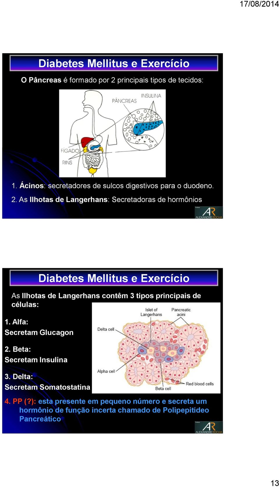 As Ilhotas de Langerhans: Secretadoras de hormônios As Ilhotas de Langerhans contêm 3 tipos principais de