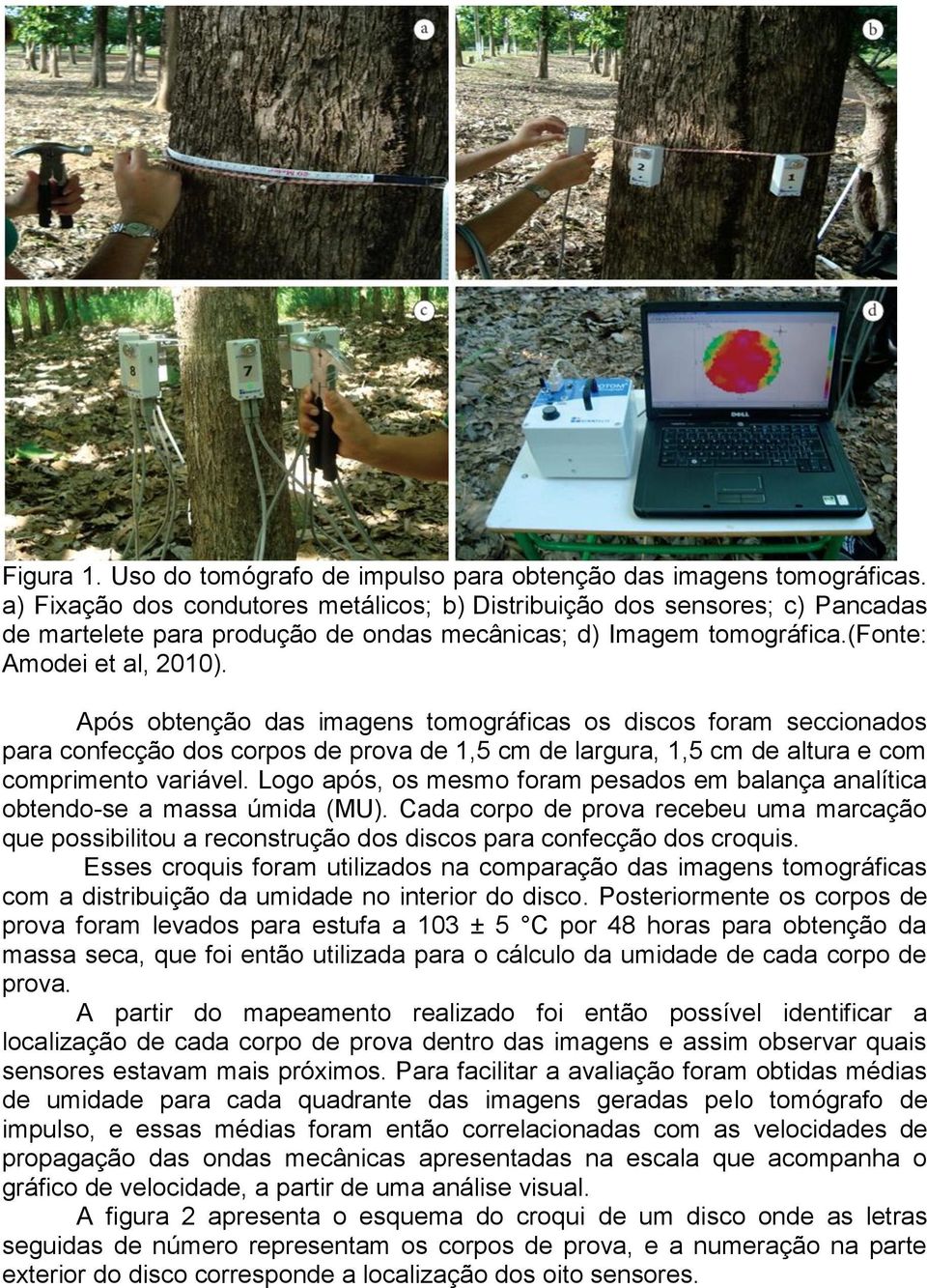 Após obtenção das imagens tomográficas os discos foram seccionados para confecção dos corpos de prova de 1,5 cm de largura, 1,5 cm de altura e com comprimento variável.