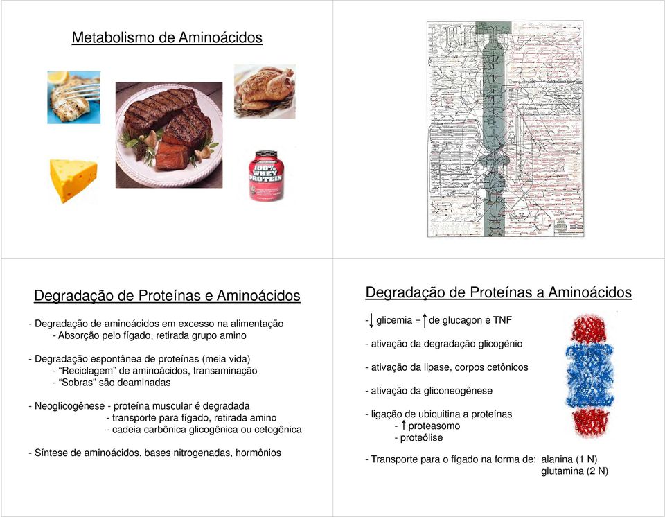 carbônica glicogênica ou cetogênica - Síntese de aminoácidos, bases nitrogenadas, hormônios Degradação de Proteínas a Aminoácidos - glicemia = de glucagon e TNF -ativação da degradação d