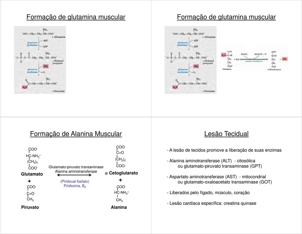 enzimas - Alanina aminotransferase (ALT) - citosólica ou glutamato-piruvato transaminase (GPT) - Aspartato aminotransferase (AST) - mitocondrial ou