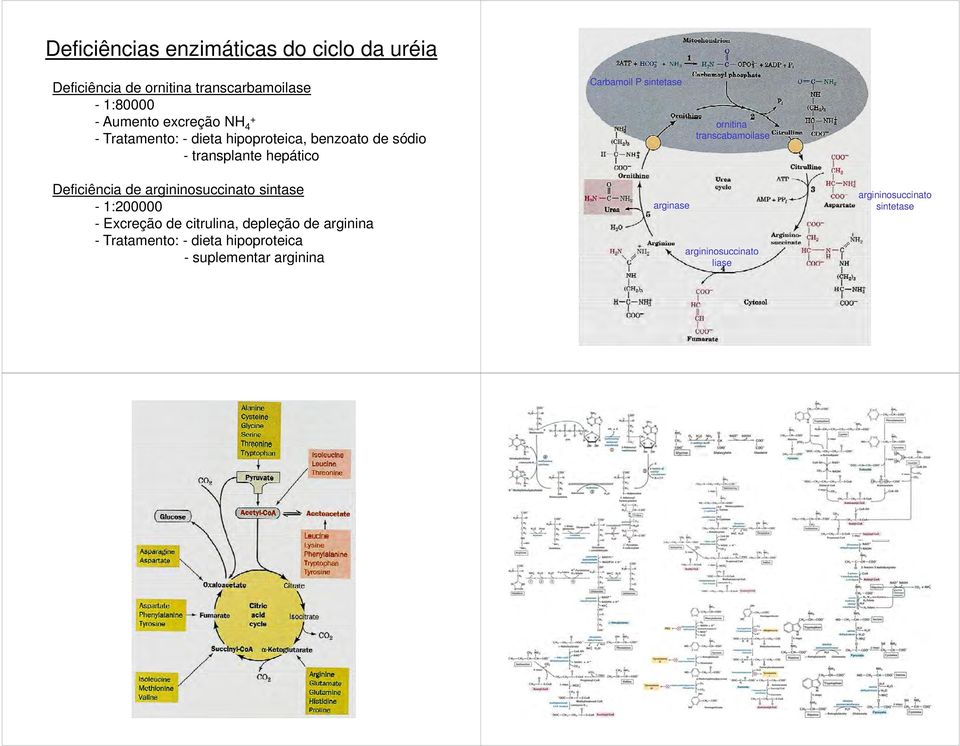 transcabamoilase Deficiência de argininosuccinato sintase - 1:200000 - Excreção de citrulina, depleção de arginina