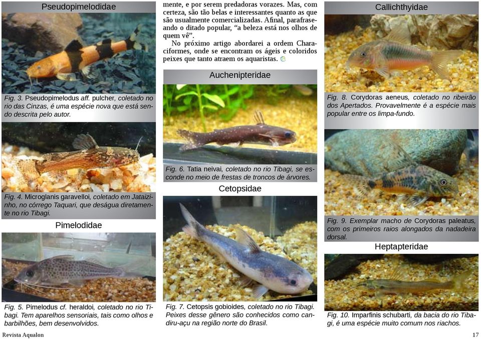 No próximo artigo abordarei a ordem Characiformes, onde se encontram os ágeis e coloridos peixes que tanto atraem os aquaristas. Auchenipteridae Callichthyidae Fig. 3. Pseudopimelodus aff.