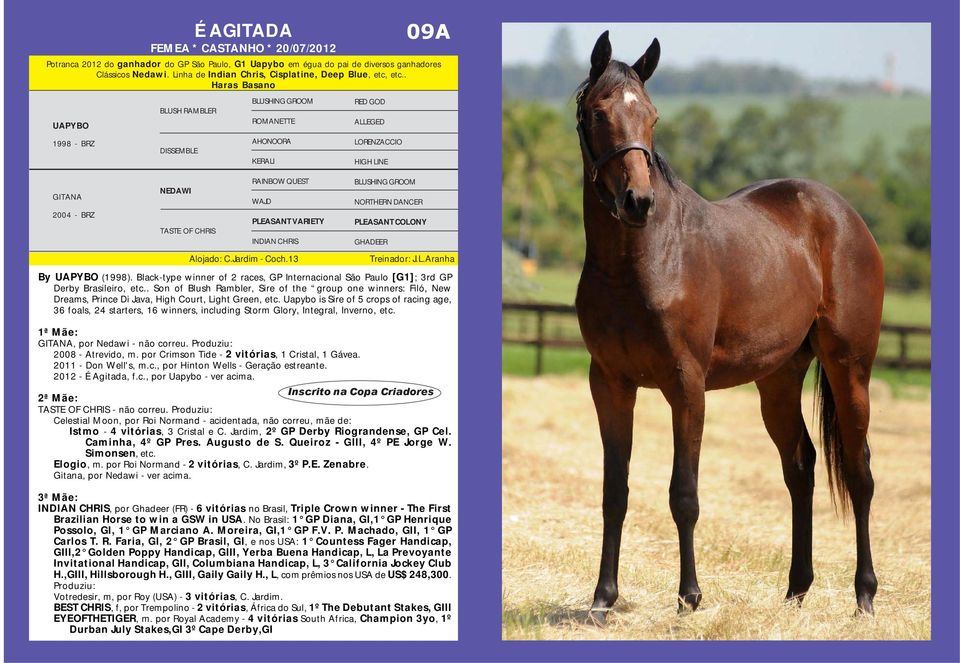 . Haras Basano BLUSHING GROOM RED GOD BLUSH RAMBLER UAPYBO ROMANETTE ALLEGED 1998 - BRZ AHONOORA LORENZACCIO DISSEMBLE KERALI HIGH LINE RAINBOW QUEST BLUSHING GROOM NEDAWI GITANA WAJD 2004 - BRZ