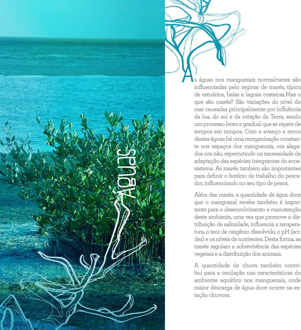 Com o avanço e recuo destas águas há uma reorganização constante nos espaços dos manguezais, ora alagados ora não, repercutindo na necessidade de adaptação das espécies integrantes do ecossistema.