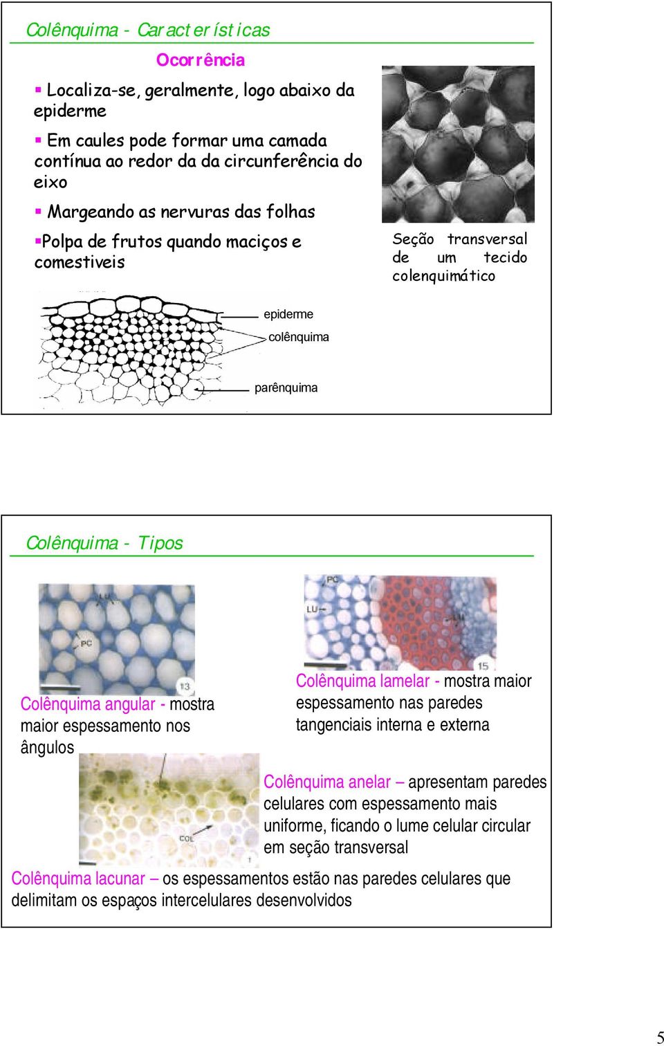 mostra maior espessamento nos ângulos Colênquima lamelar - mostra maior espessamento nas paredes tangenciais interna e externa Colênquima anelar apresentam paredes celulares com