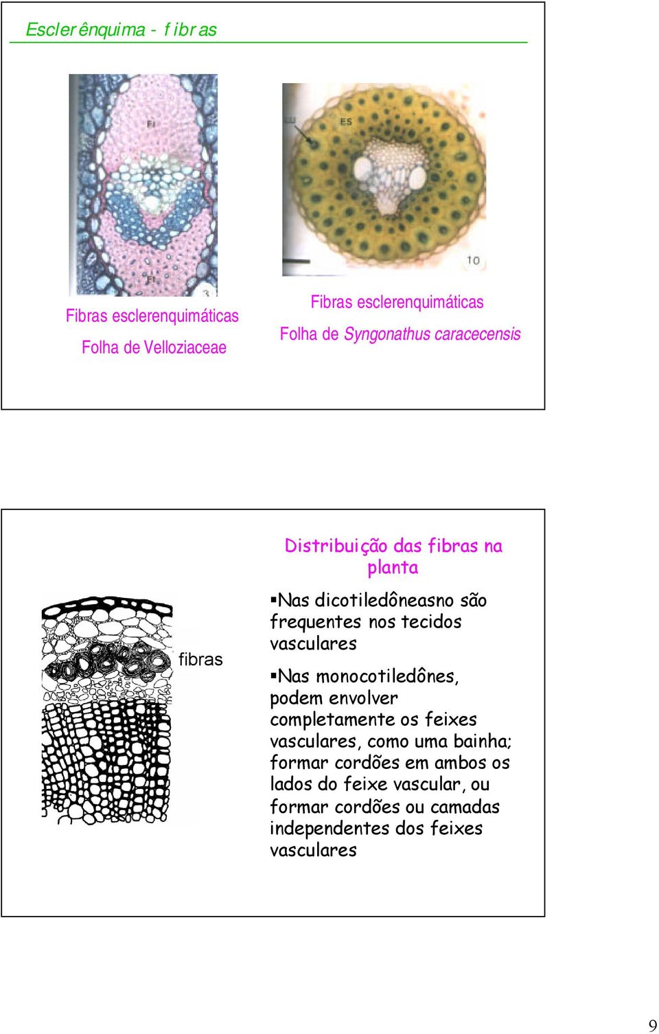 tecidos vasculares Nas monocotiledônes, podem envolver completamente os feixes vasculares, como uma bainha;