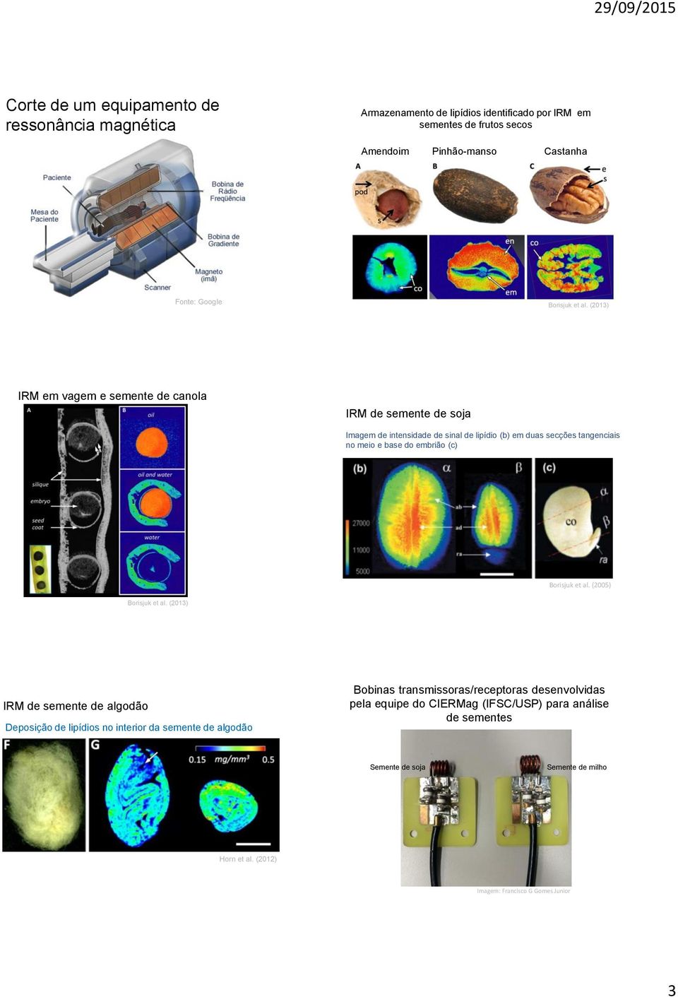 (2013) IRM em vagem e semente de canola IRM de semente de soja Imagem de intensidade de sinal de lipídio (b) em duas secções tangenciais no meio e base do embrião