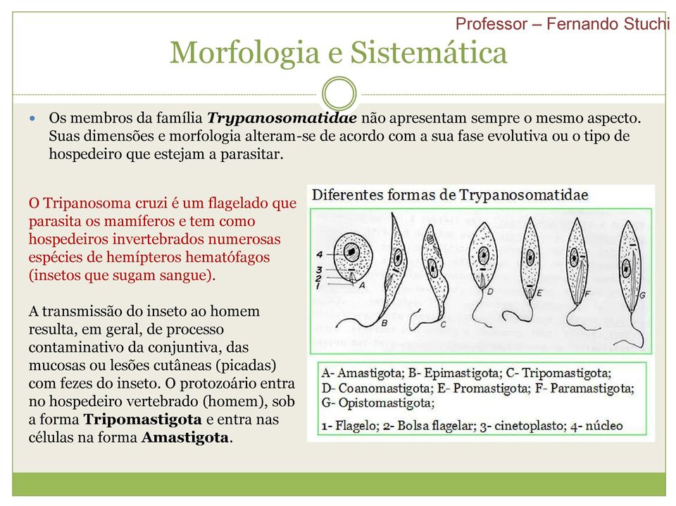 O Tripanosoma cruzi é um flagelado que parasita os mamíferos e tem como hospedeiros invertebrados numerosas espécies de hemípteros hematófagos (insetos que sugam