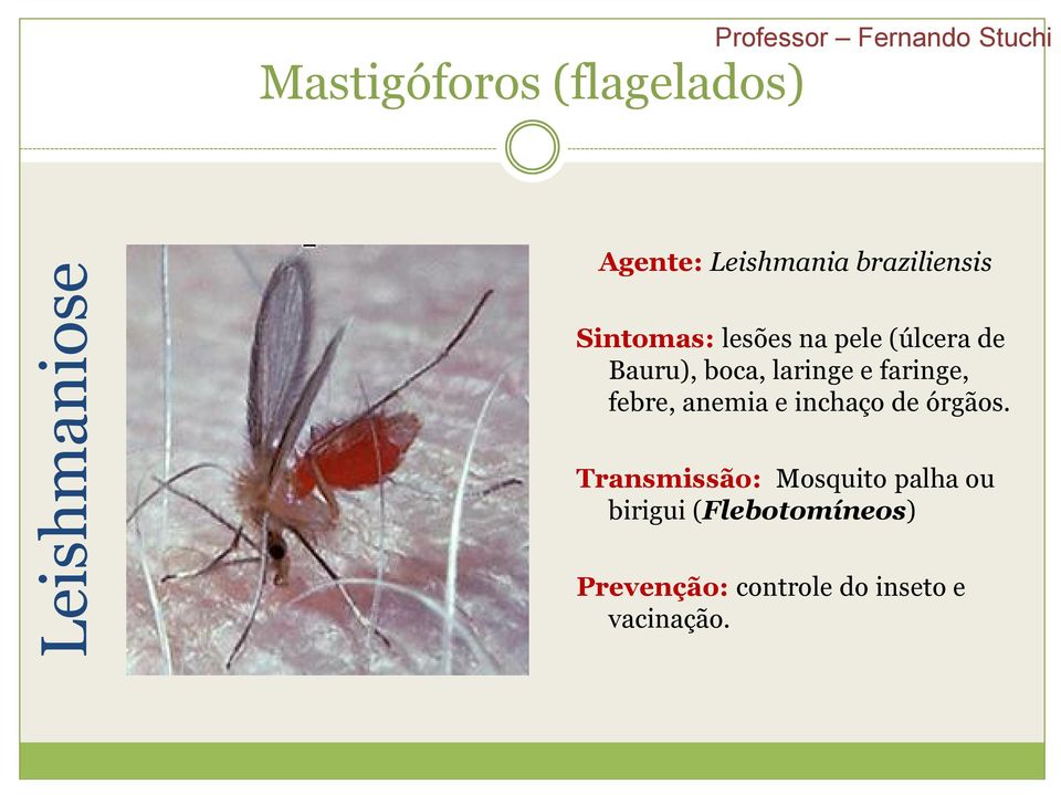 laringe e faringe, febre, anemia e inchaço de órgãos.