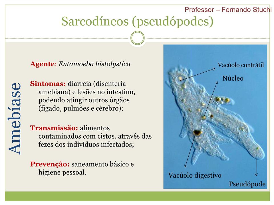 (fígado, pulmões e cérebro); Transmissão: alimentos contaminados com cistos, através das fezes