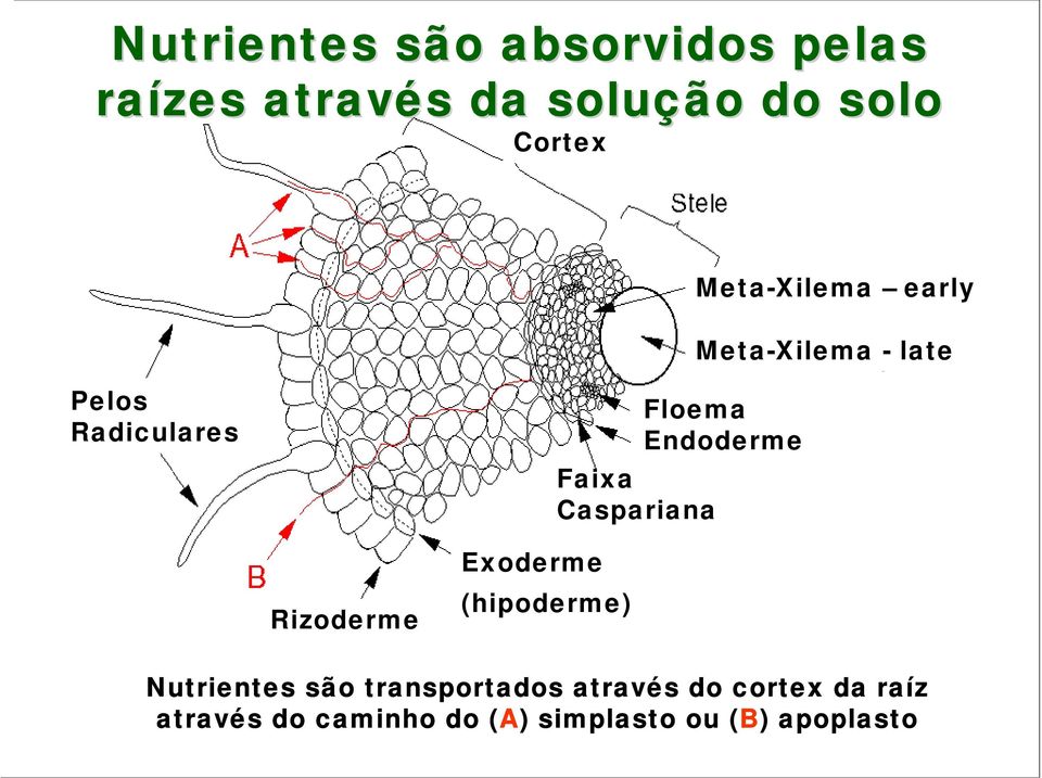 Floema Endoderme Rizoderme Exoderme (hipoderme) Nutrientes são