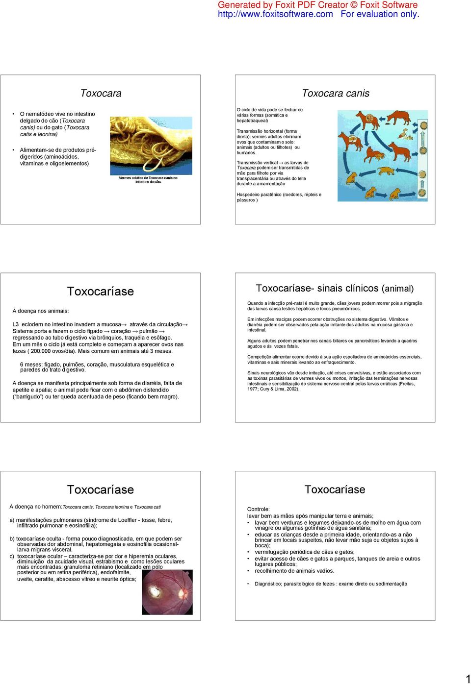 Transmissão vertical as larvas de Toxocara podem ser transmitidas de mãe para filhote por via transplacentária ou através do leite durante a amamentação Toxocara canis Hospedeiro paratênico