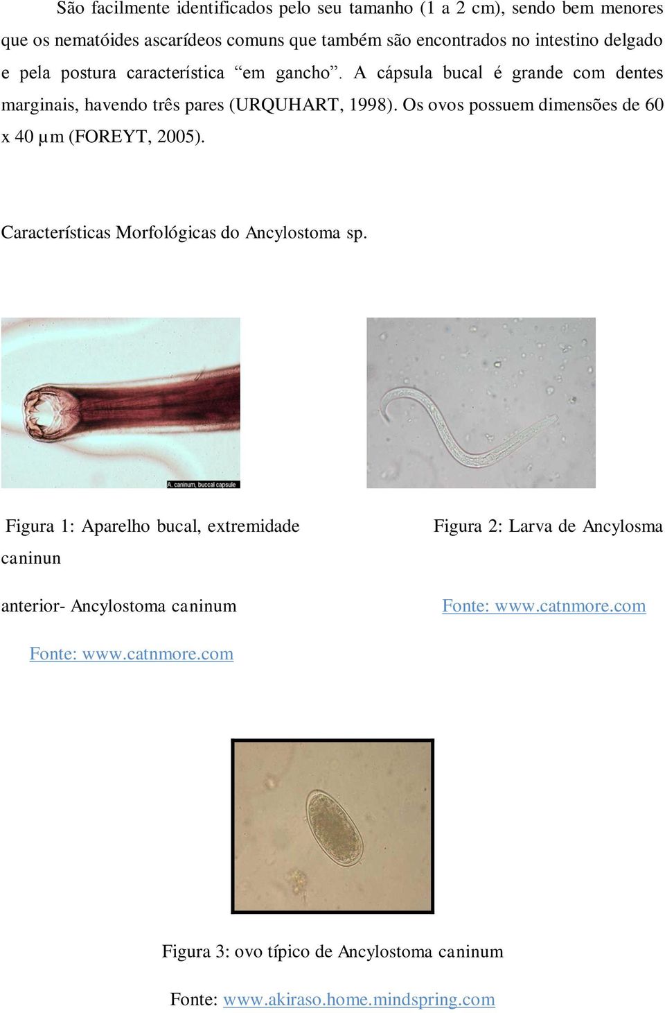 Os ovos possuem dimensões de 60 x 40 µm (FOREYT, 2005). Características Morfológicas do Ancylostoma sp.