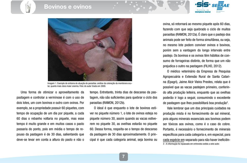 Por exemplo, se a propriedade possuir 60 piquetes, com tempo de ocupação de um dia por piquete, a cada 60 dias o rebanho voltaria no piquete, mas esse tempo é muito grande e em muitos casos o pasto