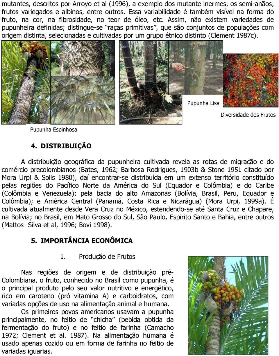 Assim, não existem variedades de pupunheira definidas; distingue-se raças primitivas, que são conjuntos de populações com origem distinta, selecionadas e cultivadas por um grupo étnico distinto