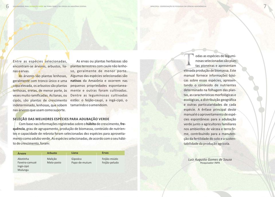 As lianas, ou cipós, são plantas de crescimento indeterminado, lenhosas, que sobem nas árvores que usam como suporte.