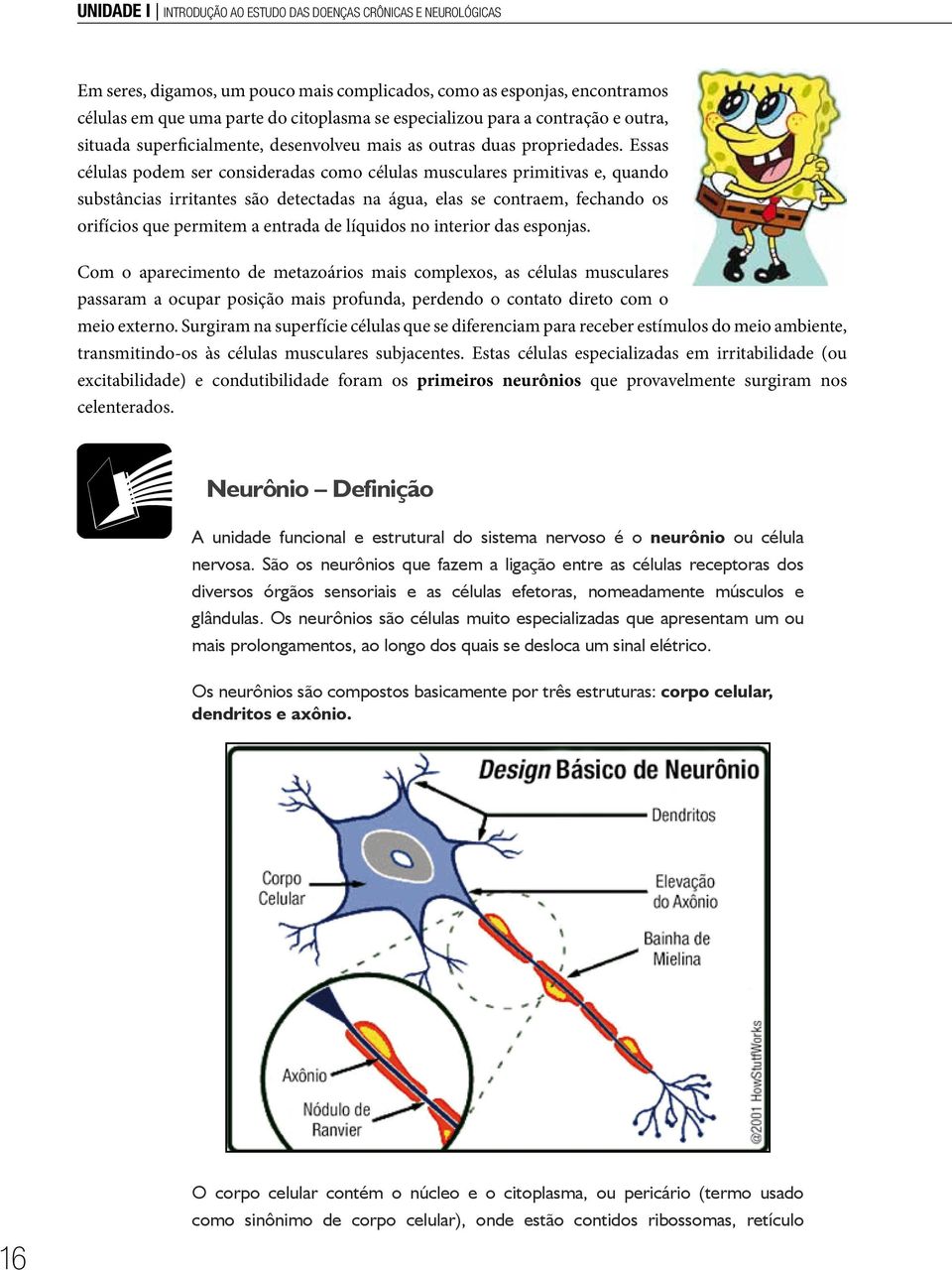 Essas células podem ser consideradas como células musculares primitivas e, quando substâncias irritantes são detectadas na água, elas se contraem, fechando os orifícios que permitem a entrada de