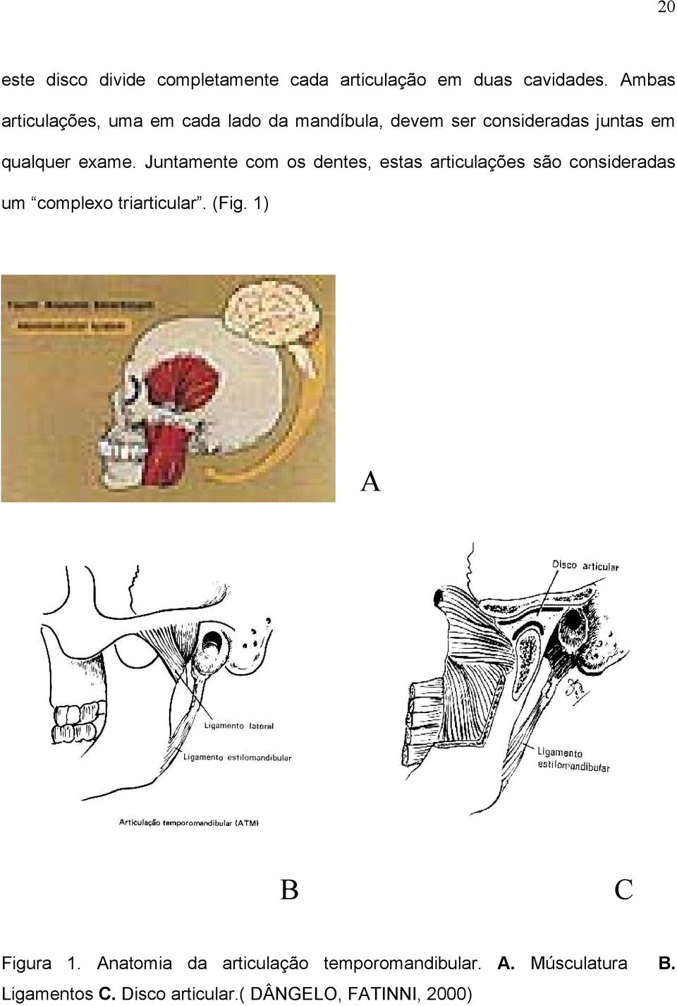 Juntamente com os dentes, estas articulações são consideradas um complexo triarticular. (Fig.