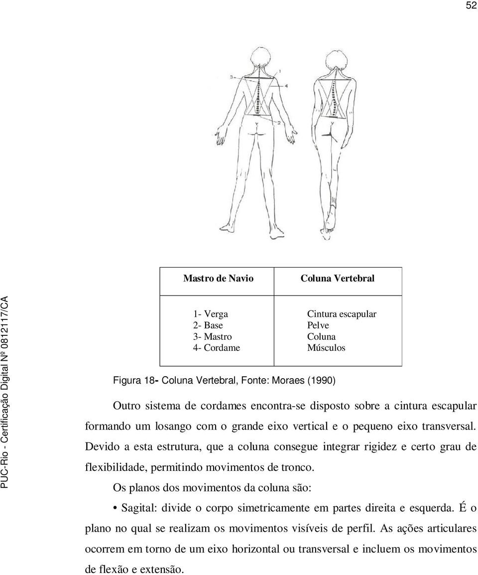 Devido a esta estrutura, que a coluna consegue integrar rigidez e certo grau de flexibilidade, permitindo movimentos de tronco.