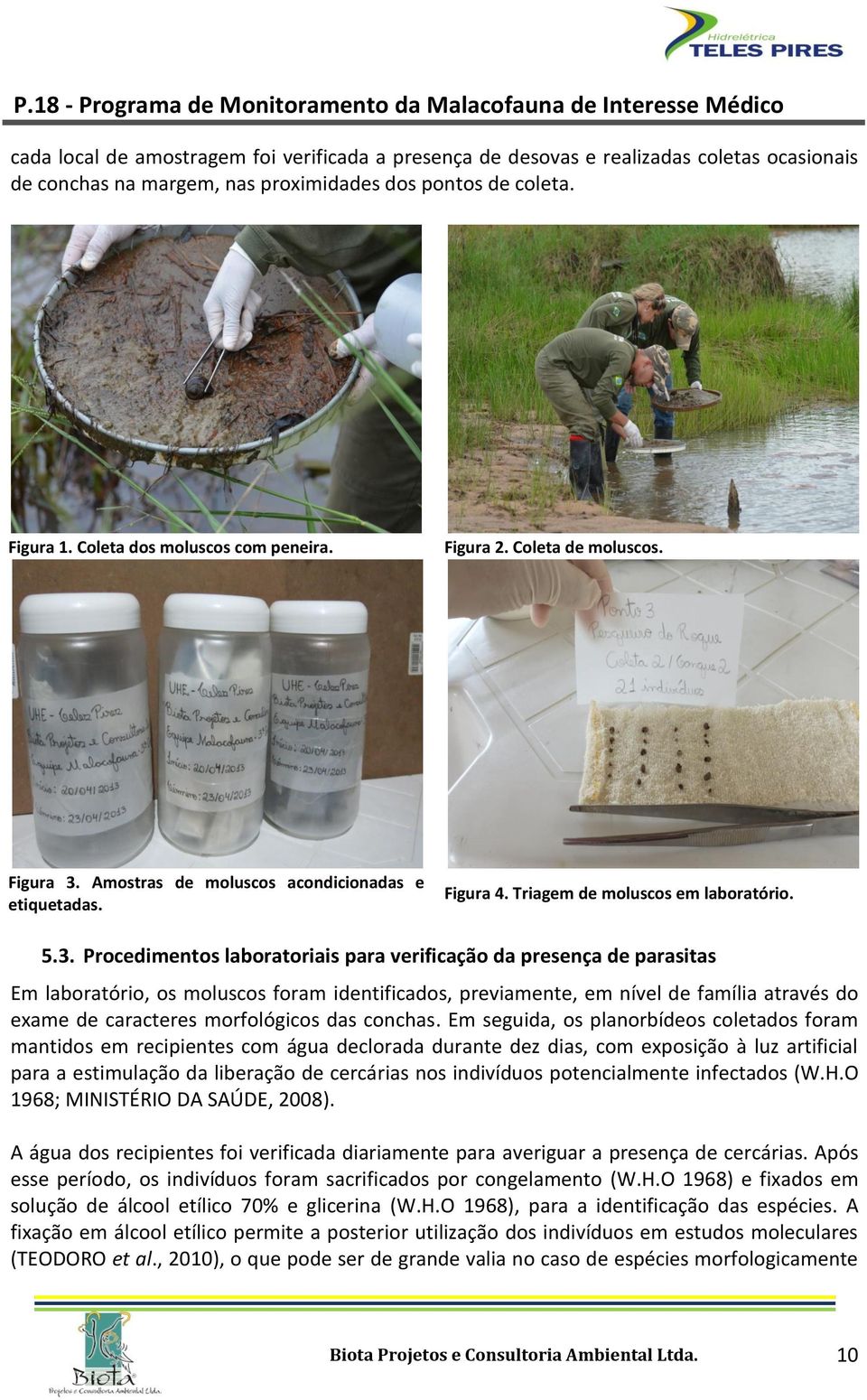 Amostras de moluscos acondicionadas e etiquetadas. Figura 4. Triagem de moluscos em laboratório. 5.3.