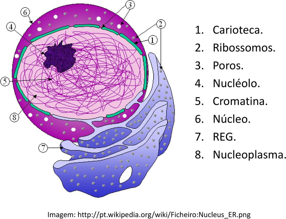 REG. 8. Nucleoplasma. Imagem: http://pt.