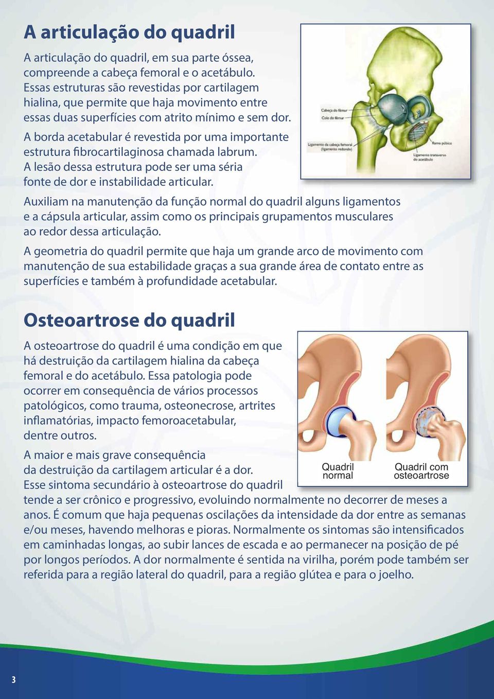 A borda acetabular é revestida por uma importante estrutura fibrocartilaginosa chamada labrum. A lesão dessa estrutura pode ser uma séria fonte de dor e instabilidade articular.