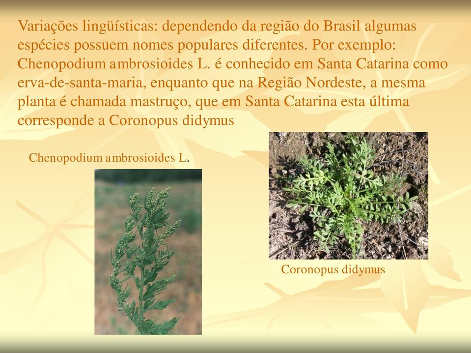 é conhecido em Santa Catarina como erva-de-santa-maria, enquanto que na Região Nordeste, a