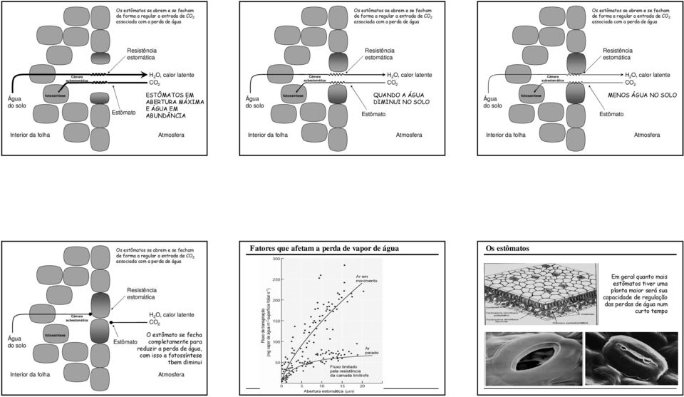 abrem e se fecham de forma a regular a entrada de Fatores que afetam a perda de vapor de água Os estômatos Em geral quanto mais estômatos tiver uma planta