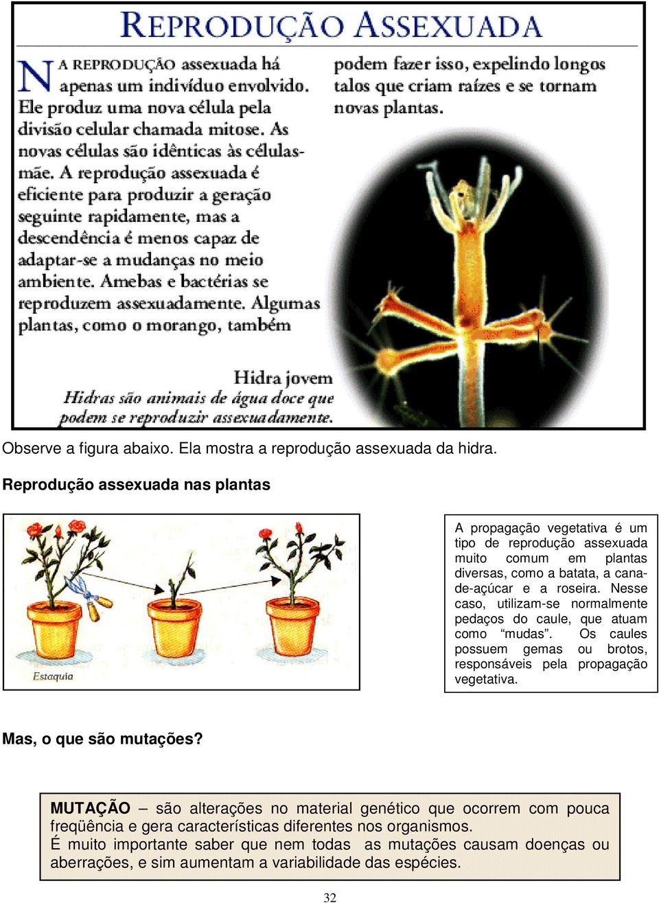 Nesse caso, utilizam-se normalmente pedaços do caule, que atuam como mudas. Os caules possuem gemas ou brotos, responsáveis pela propagação vegetativa.