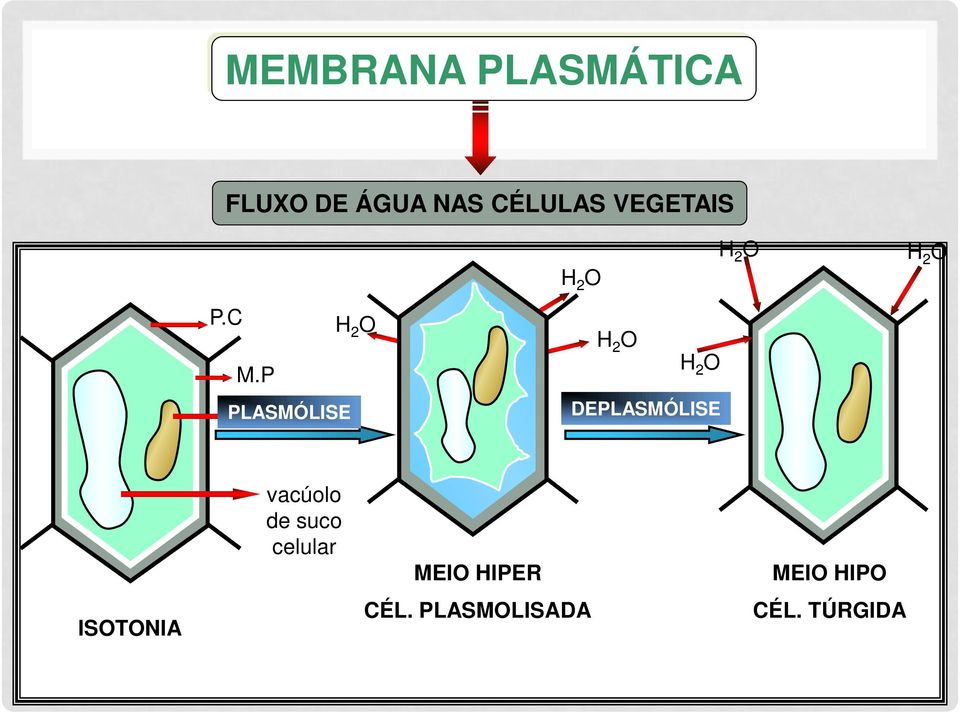 P PLASMÓLISE núcleo H 2 O H 2 O H 2 O H 2 O