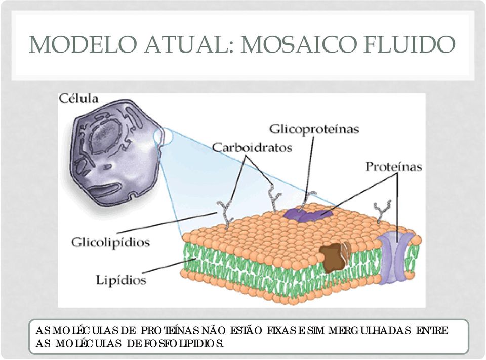 ESTÃO FIXAS E SIM MERGULHADAS