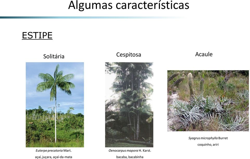 açaí, juçara, açaí-da-mata Oenocarpus mapora H.