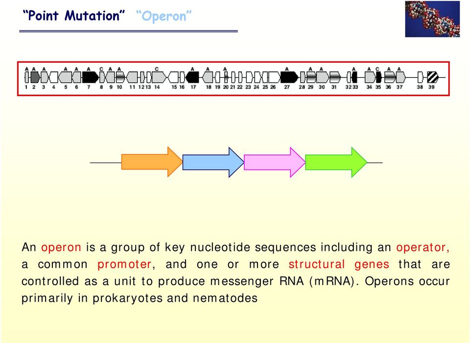 more structural genes that are controlled as a unit to produce