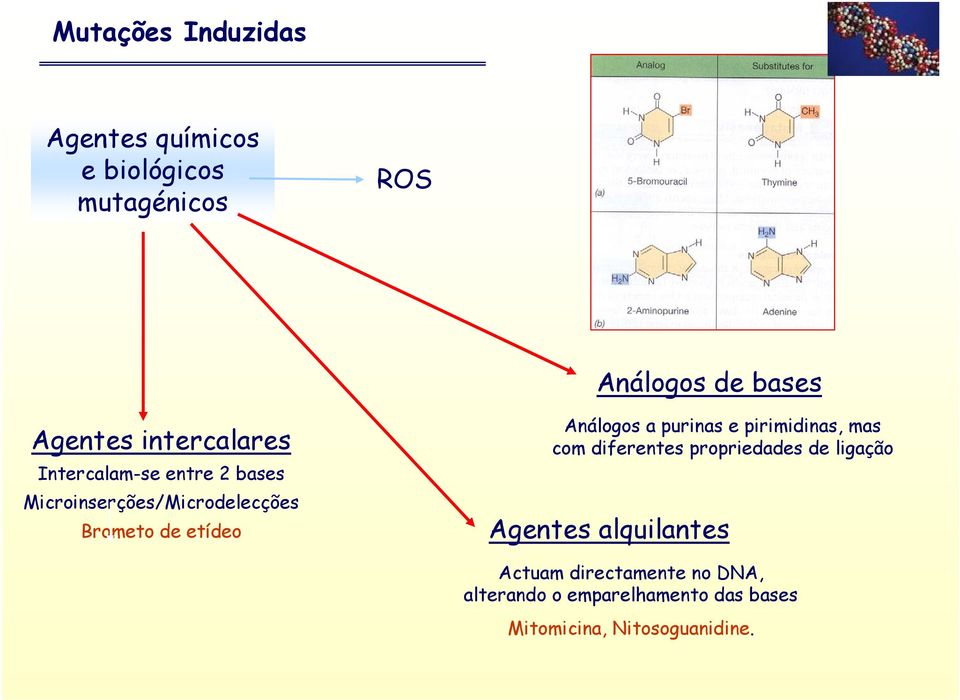 Análogos a purinas e pirimidinas, mas com diferentes propriedades de ligação Agentes