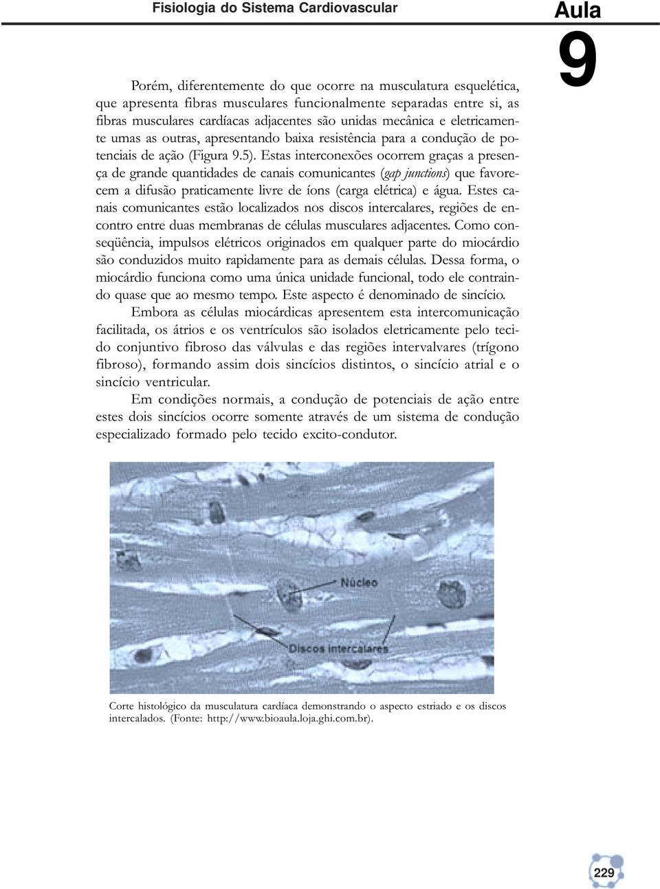 Estas interconexões ocorrem graças a presença de grande quantidades de canais comunicantes (gap junctions) que favorecem a difusão praticamente livre de íons (carga elétrica) e água.