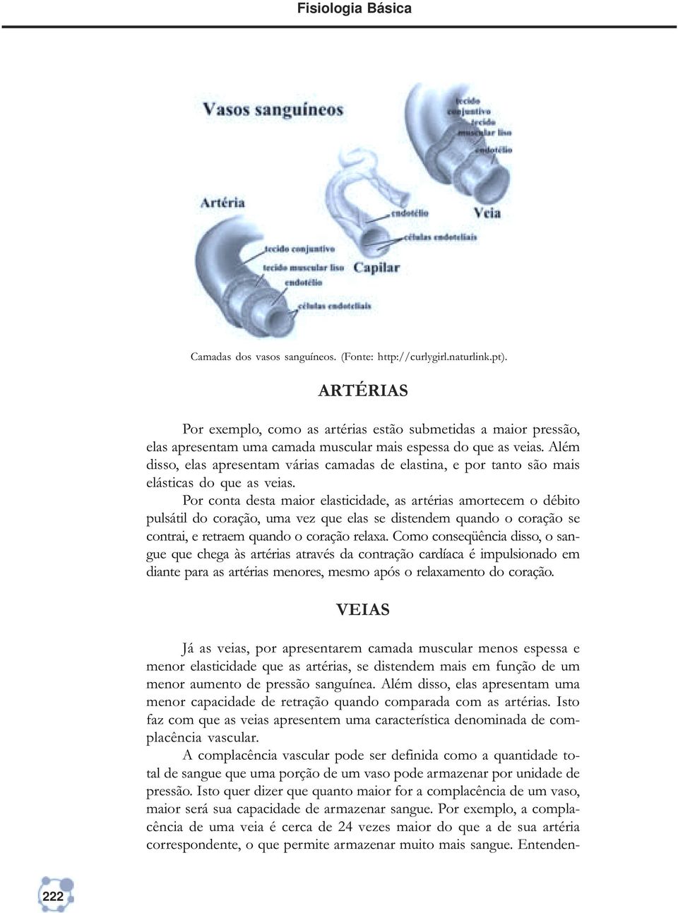 Além disso, elas apresentam várias camadas de elastina, e por tanto são mais elásticas do que as veias.