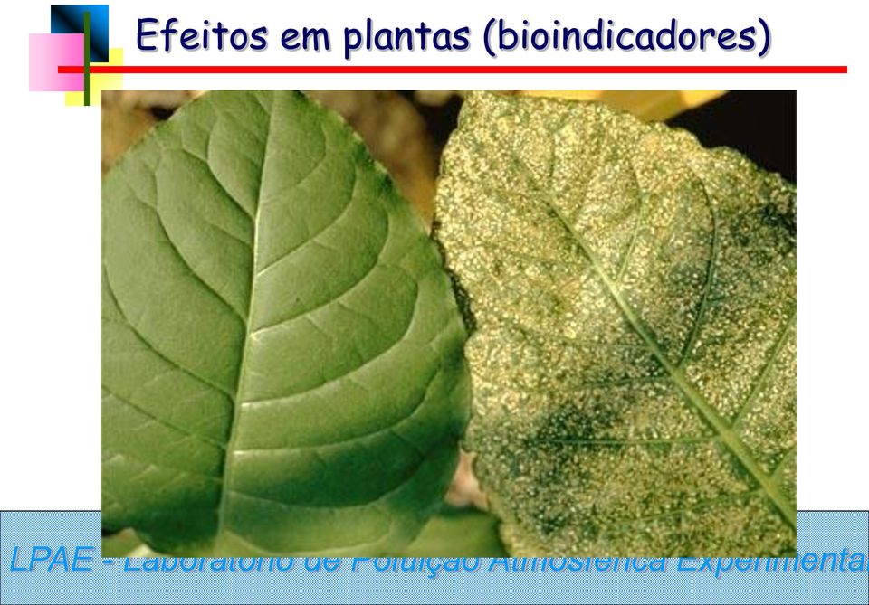 plantas