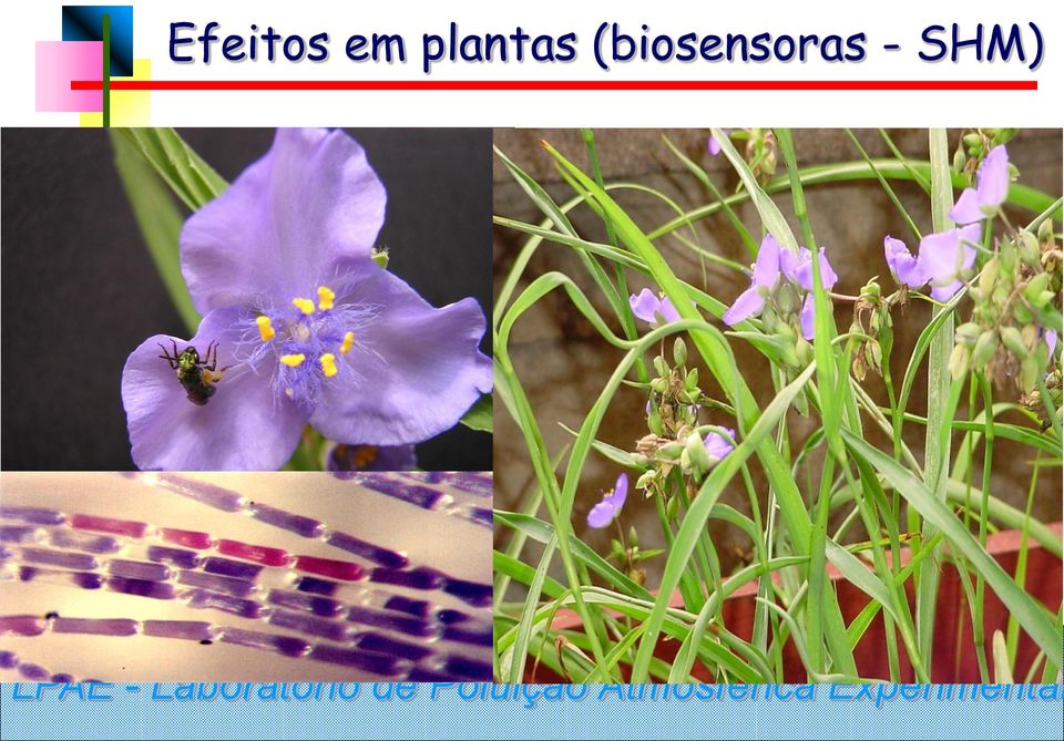 plantas