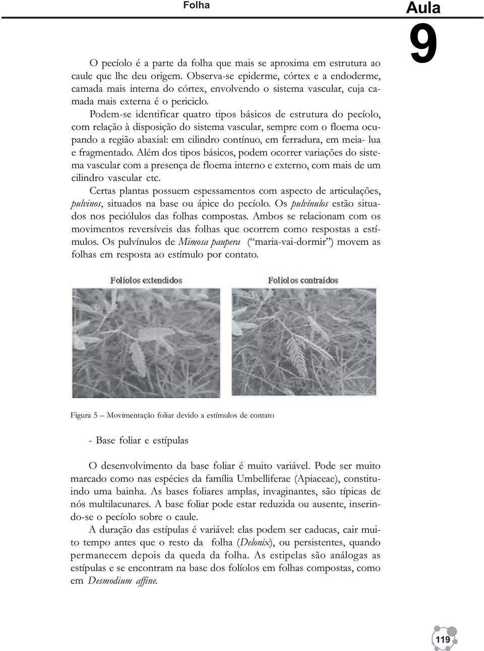 Podem-se identificar quatro tipos básicos de estrutura do pecíolo, com relação à disposição do sistema vascular, sempre com o floema ocupando a região abaxial: em cilindro contínuo, em ferradura, em