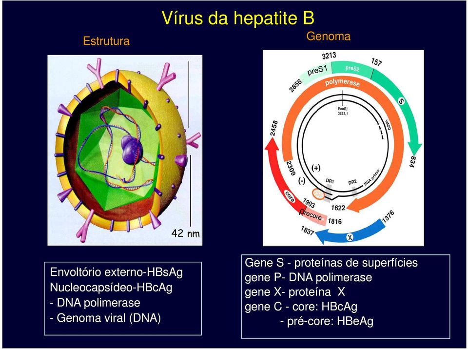 viral (DNA) Gene S - proteínas de superfícies gene P- DNA