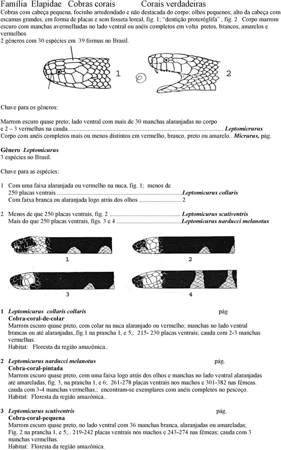 2 Corpo marrom escuro com manchas avermelhadas no lado ventral ou anéis completos em volta pretos, brancos, amarelos e vermelhos 2 gêneros com 30 espécies em 39 formas no Brasil.