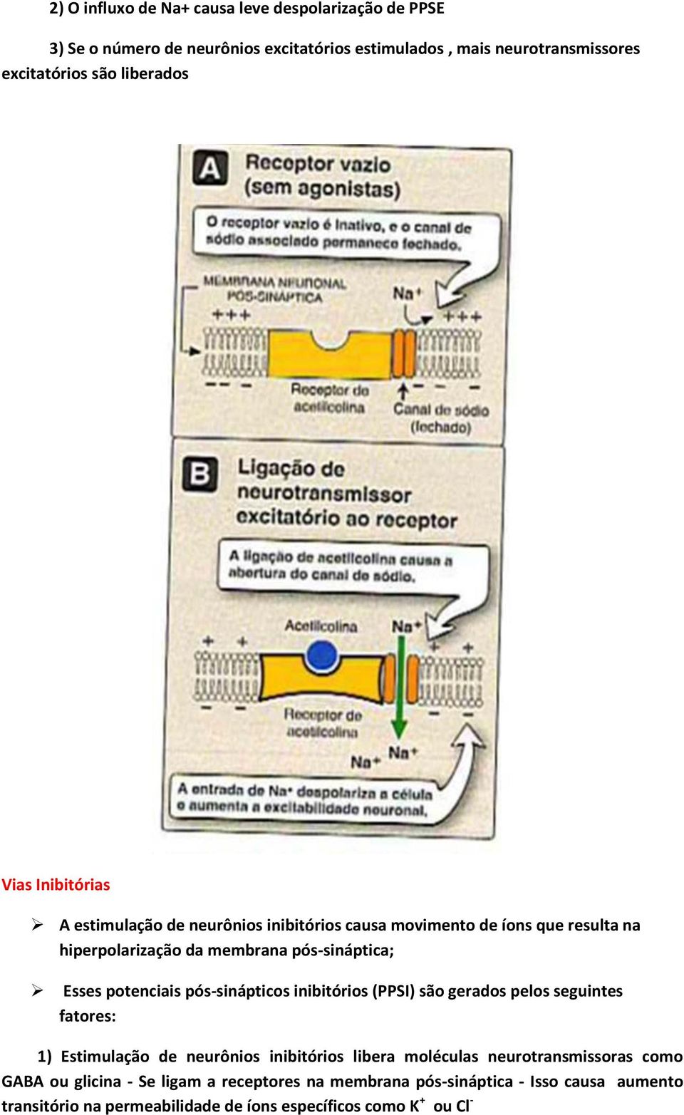 potenciais pós-sinápticos inibitórios (PPSI) são gerados pelos seguintes fatores: 1) Estimulação de neurônios inibitórios libera moléculas