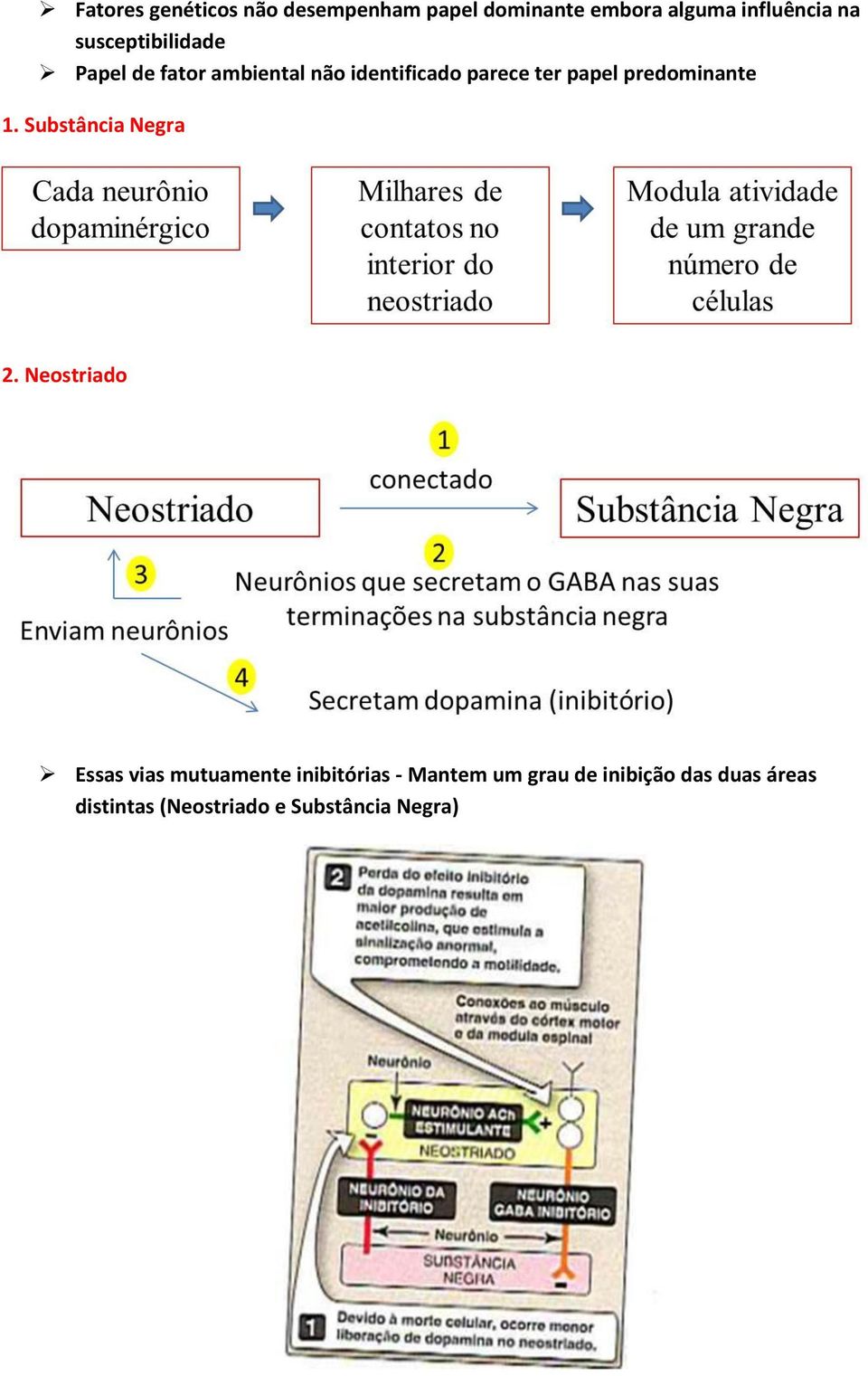 predominante 1. Substância Negra 2.