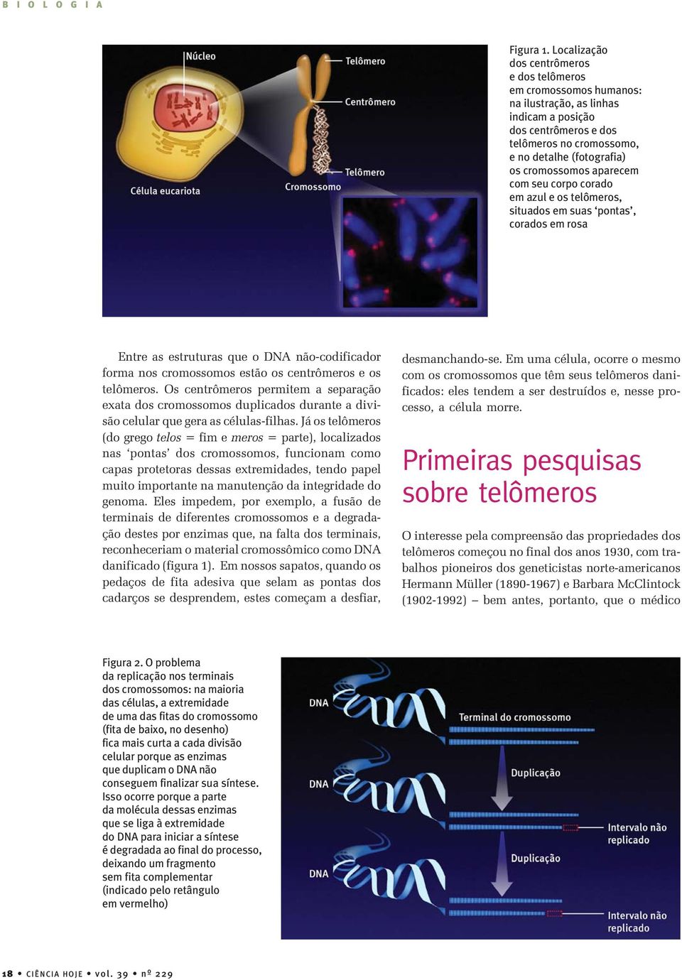 aparecem com seu corpo corado em azul e os telômeros, situados em suas pontas, corados em rosa Entre as estruturas que o DNA não-codificador forma nos cromossomos estão os centrômeros e os telômeros.