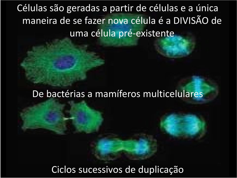 DIVISÃO de uma célula pré existente De bactérias