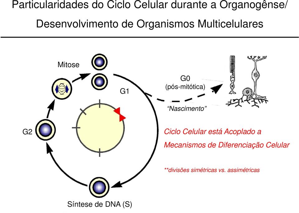 (pós-mitótica) Nascimento G2 Ciclo Celular está Acoplado a