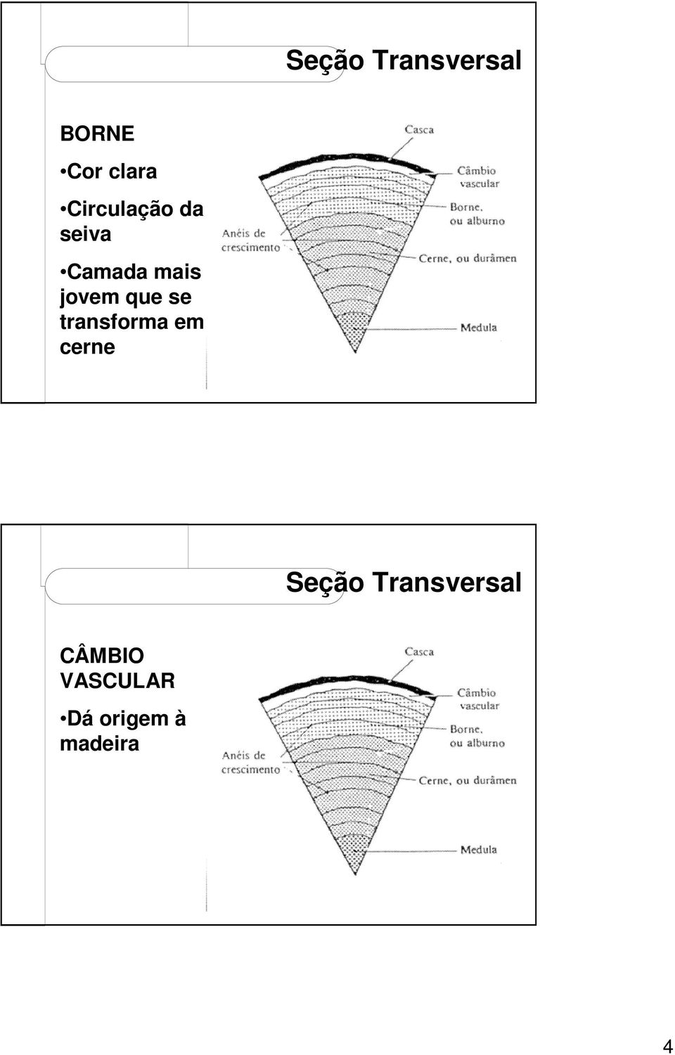 que se transforma em cerne Seção