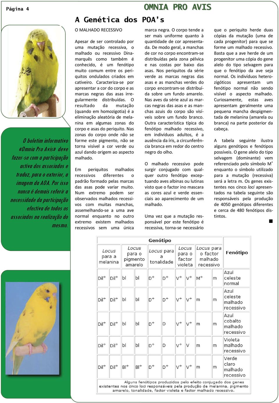 A Genética dos POA s O MALHADO RECESSIVO Apesar de ser controlado por uma mutação recessiva, o malhado ou recessivo Dinamarquês como também é conhecido, é um fenótipo muito comum entre os periquitos