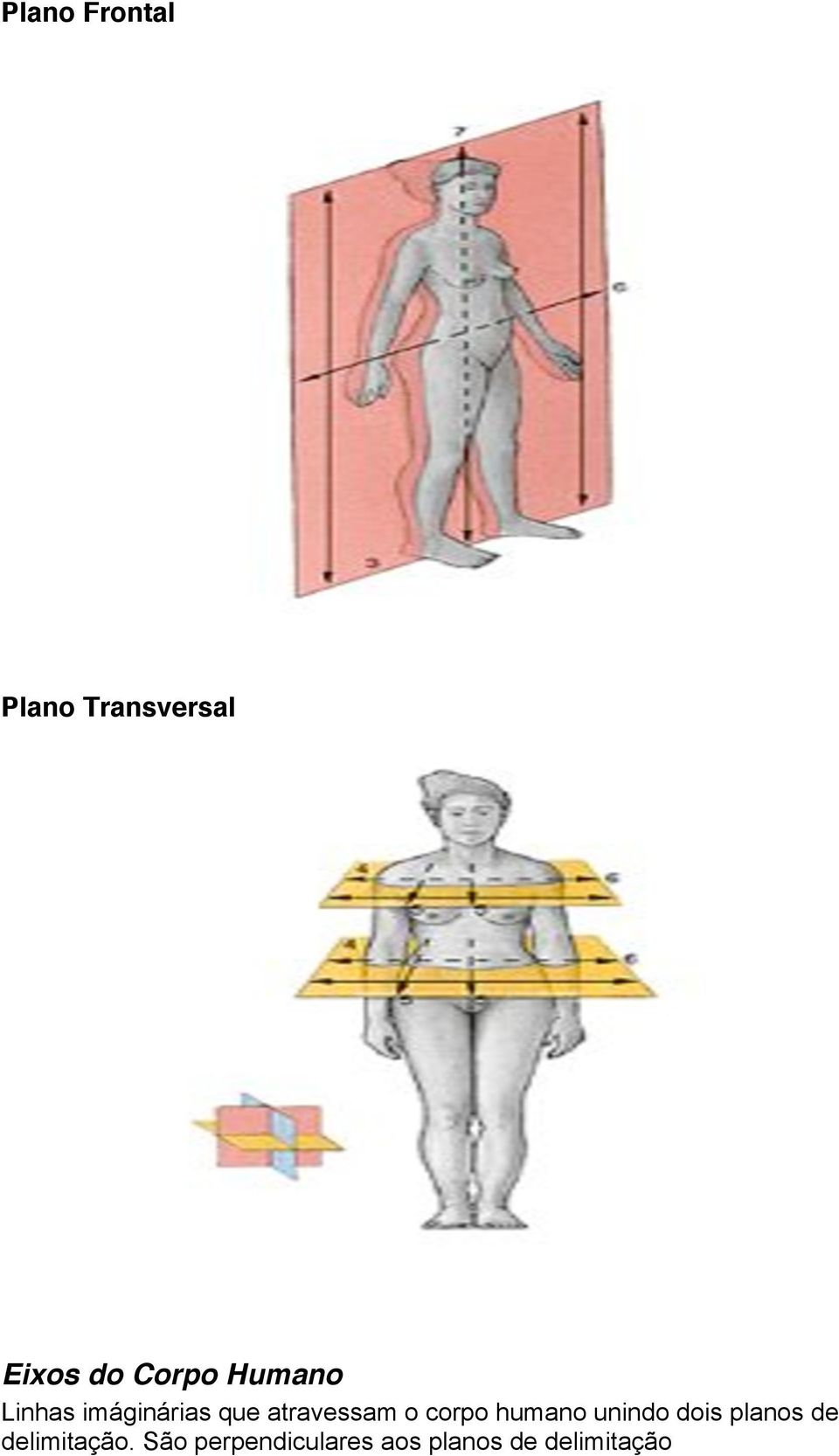 atravessam o corpo humano unindo dois planos