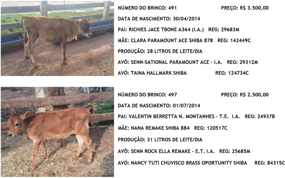 A. REG: 29312M AVÓ: TAINA HALLMARK SHIBA REG: 124734C NÚMERO DO BRINCO: 497 PREÇO: R$ 2.500,00 DATA DE NASCIMENTO: 01/07/2014 PAI: VALENTIN BERRETTA N.